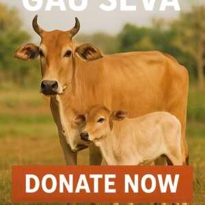 Gau Seva – Donate to Protect & Nurture Our Sacred Cows